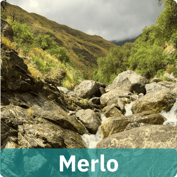 Merlo